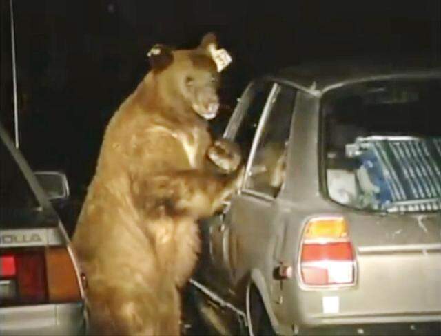 A still image captured from a 1998 video when Yosemite National Park experienced 100 bear incidents, including 87 car breakins in the month of June.